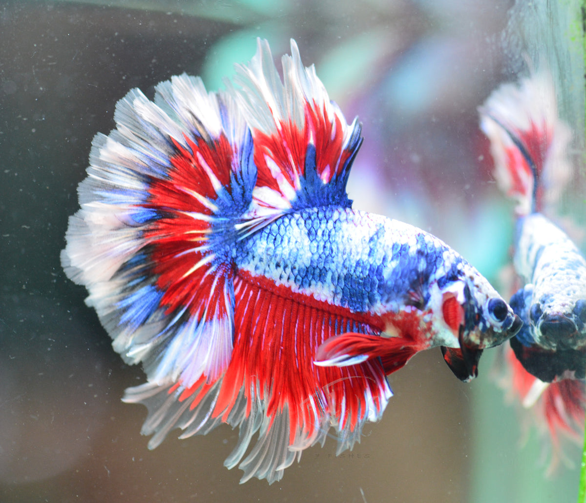 Tri-Colour Rosetail Male