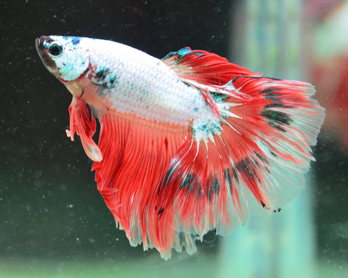 Orange Dragonscale Halfmoon Male