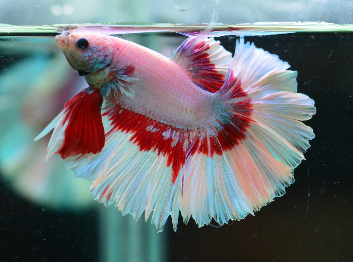 Pink Red Butterfly Halfmoon Male