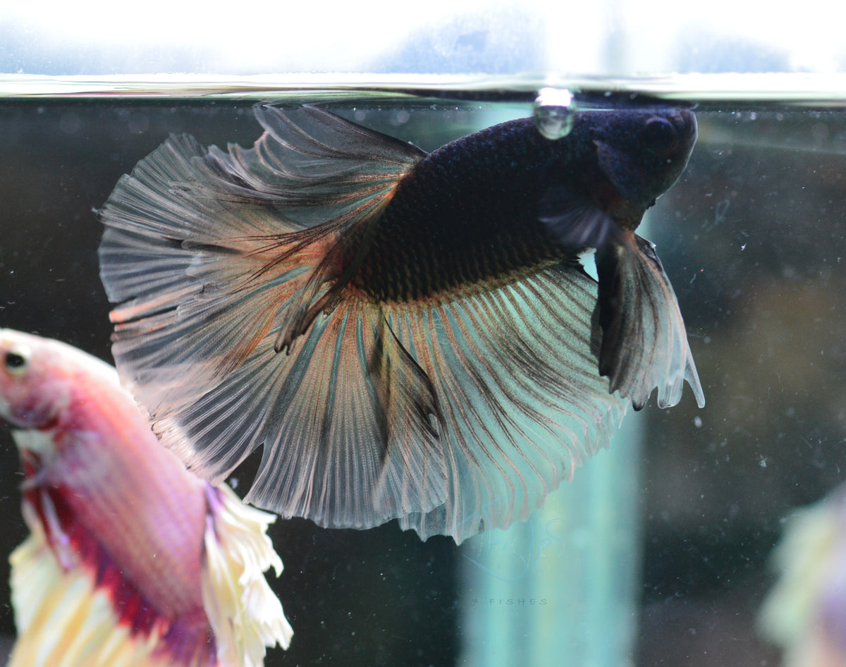 Black Lace Halfmoon Male