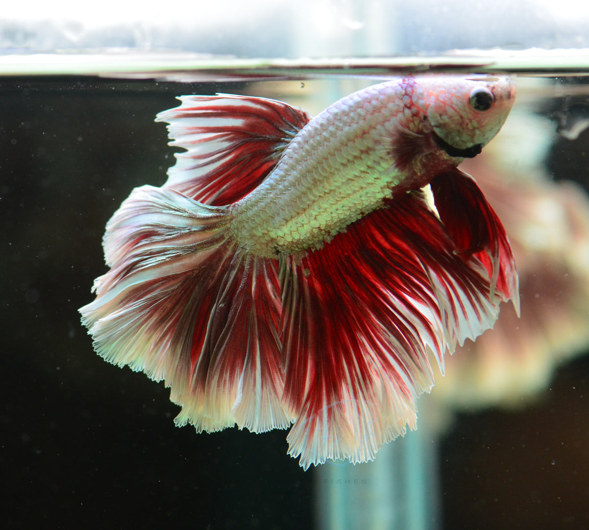 Red Dragon Rosetail Male