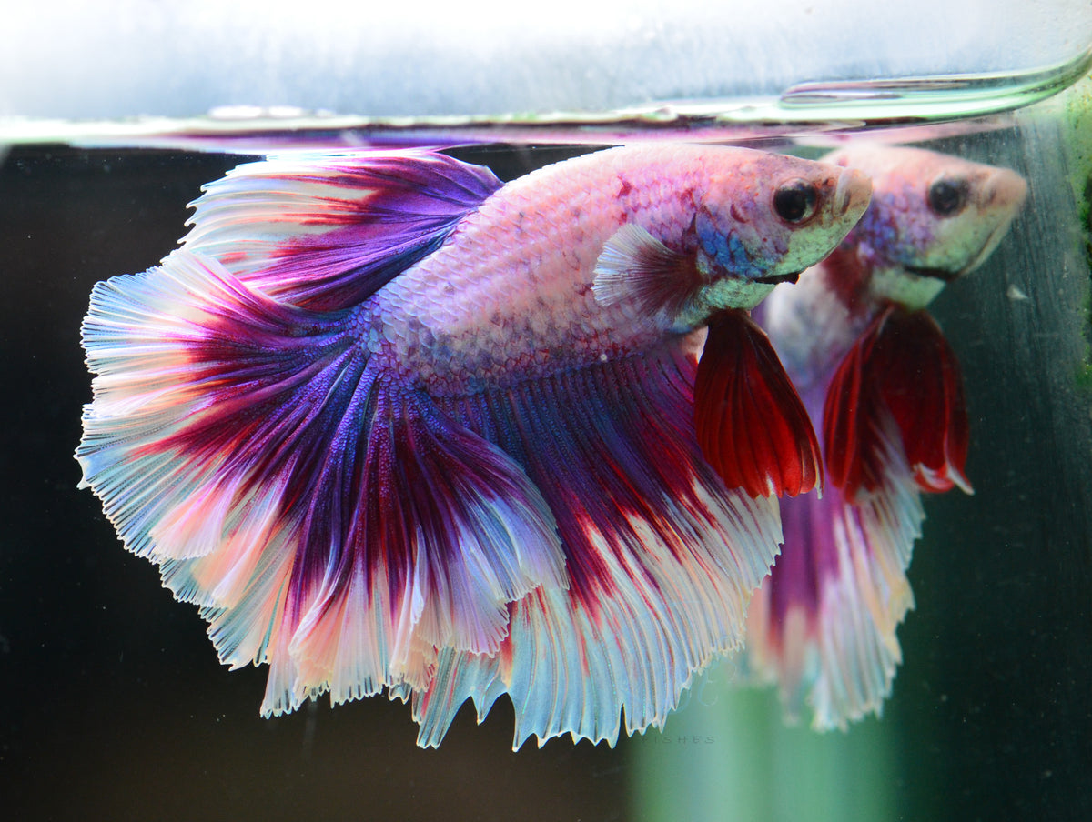 Purple Butterfly Halfmoon Male