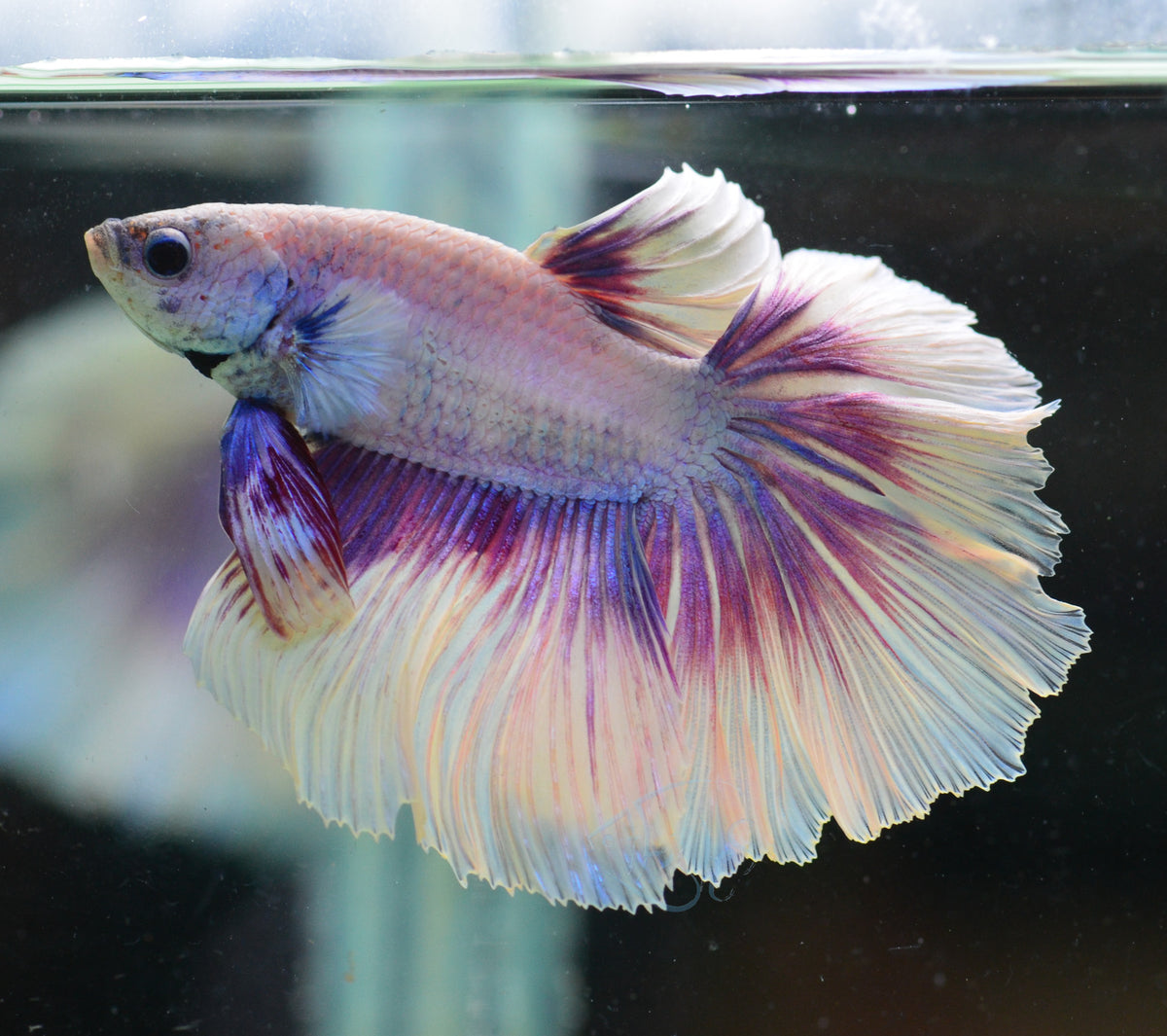 Purple Butterfly Halfmoon Male