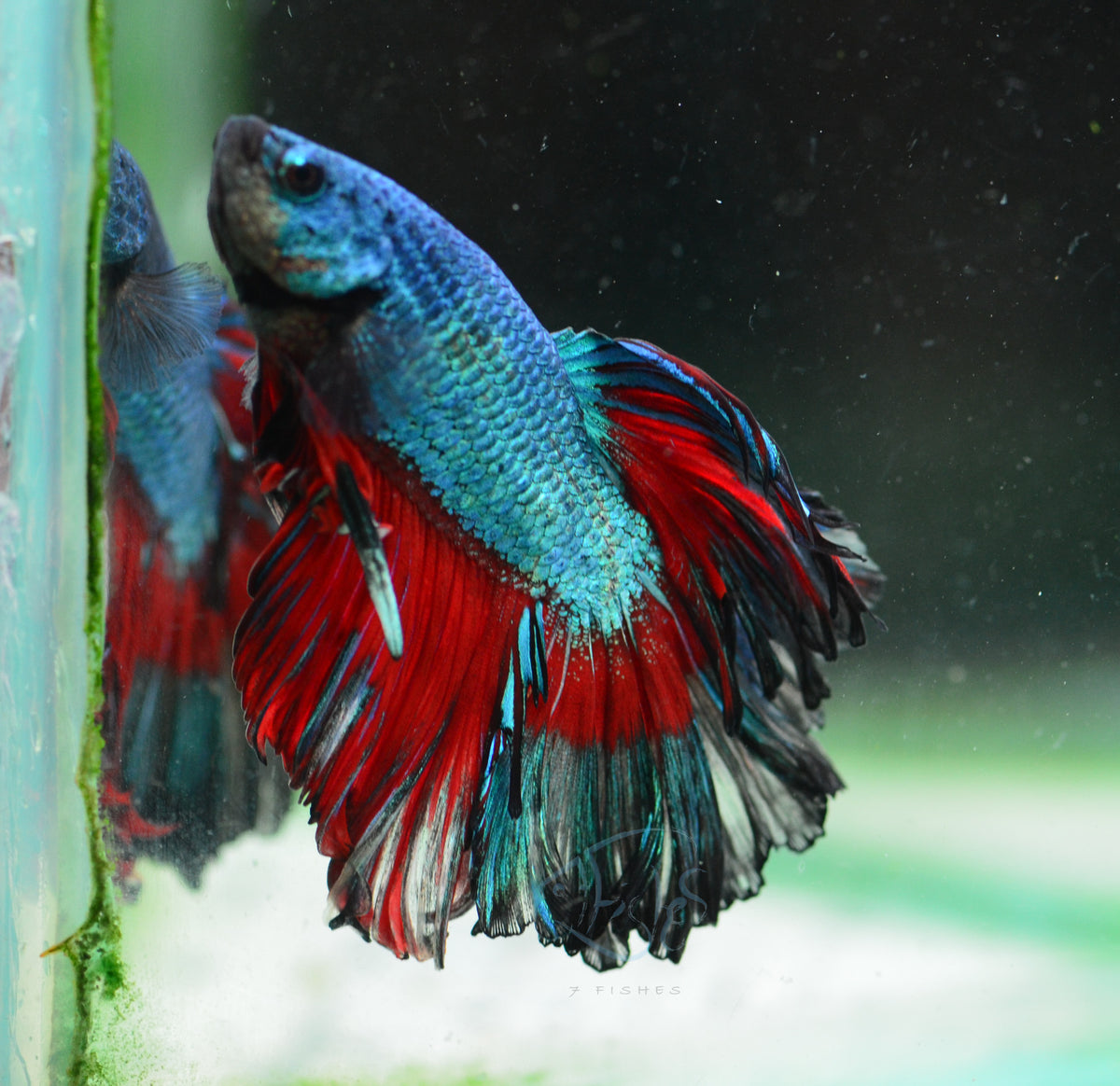 Turquoise Butterfly Rosetail Male