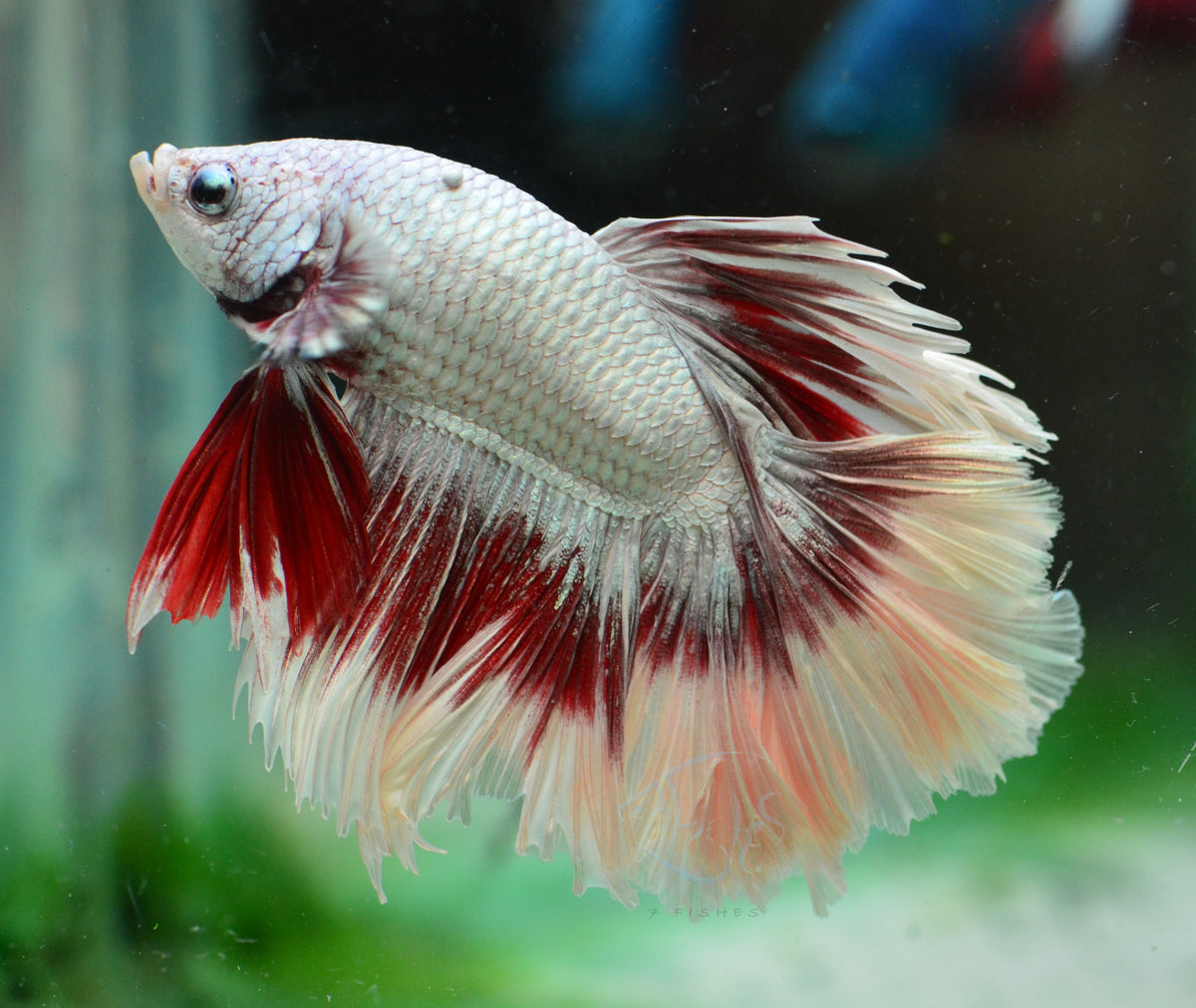 Red Dragon Butterfly Rosetail Male