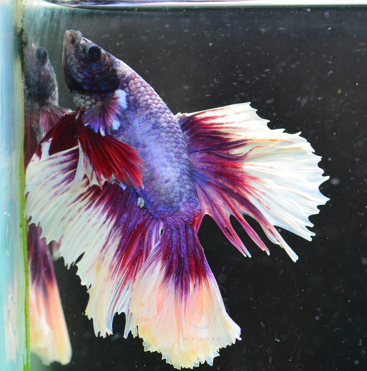Purple Butterfly Halfmoon Male *Nipped Fins*