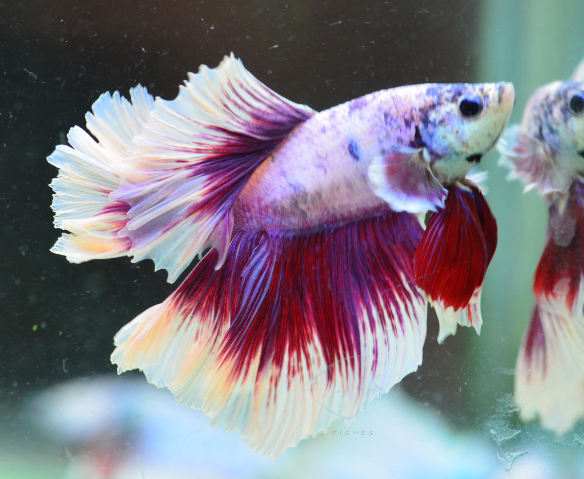 Purple Butterfly Halfmoon Male *Nipped Fins*