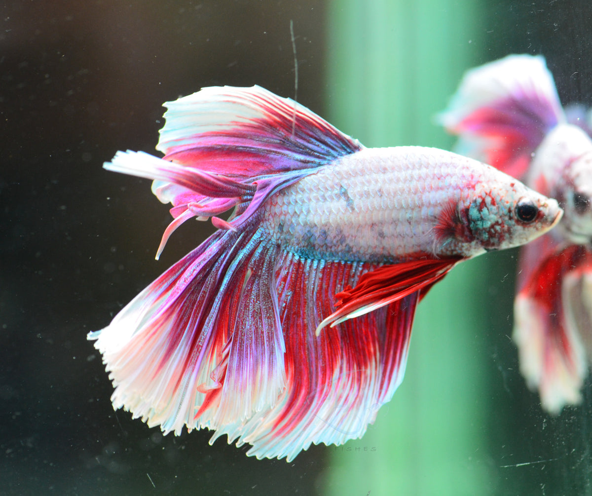 Purple Lavender Halfmoon Male *Nipped Fins*