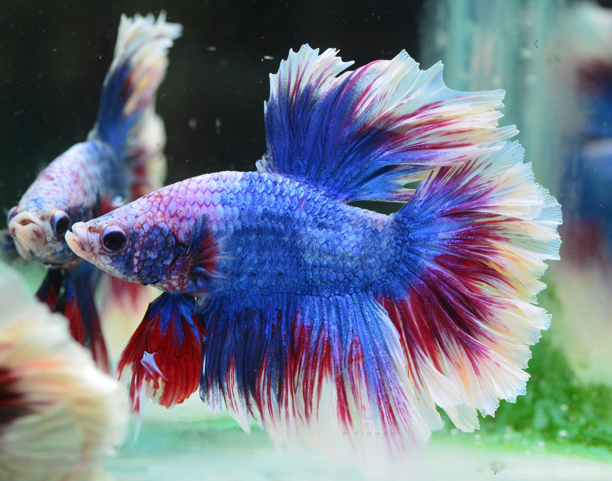 Purple Lavender Rosetail Male