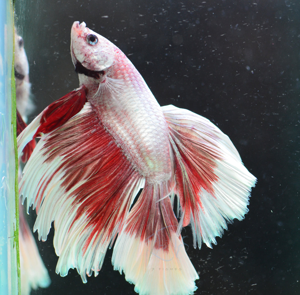 Red Dragon Butterfly Halfmoon Male *Nipped Fins*