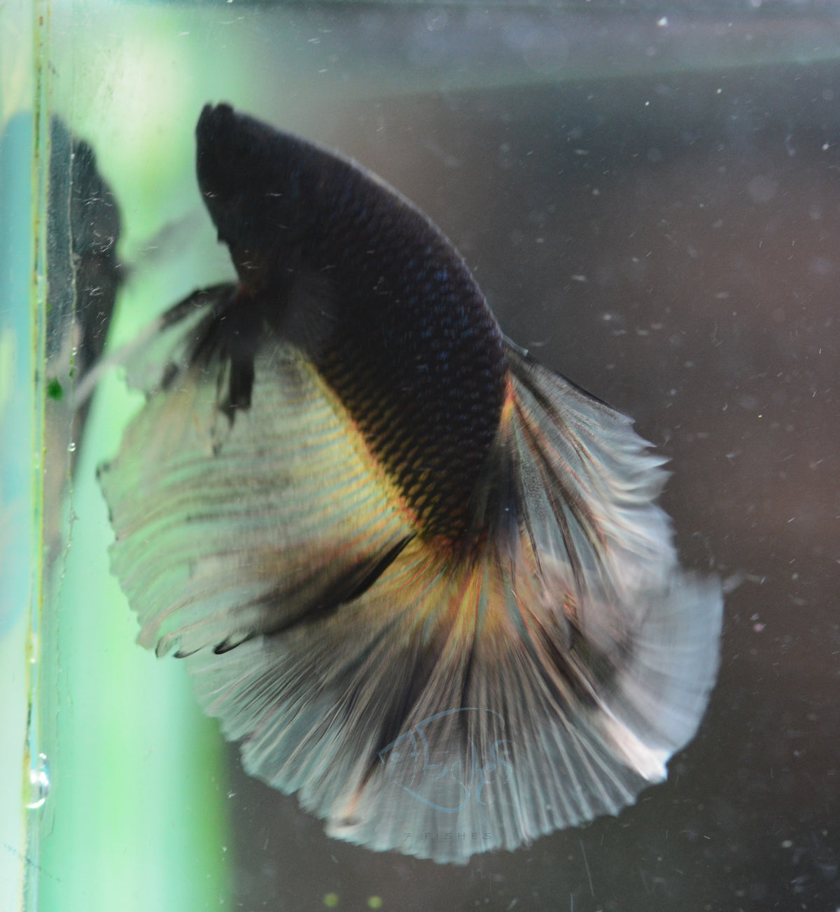 Black Lace Halfmoon Male