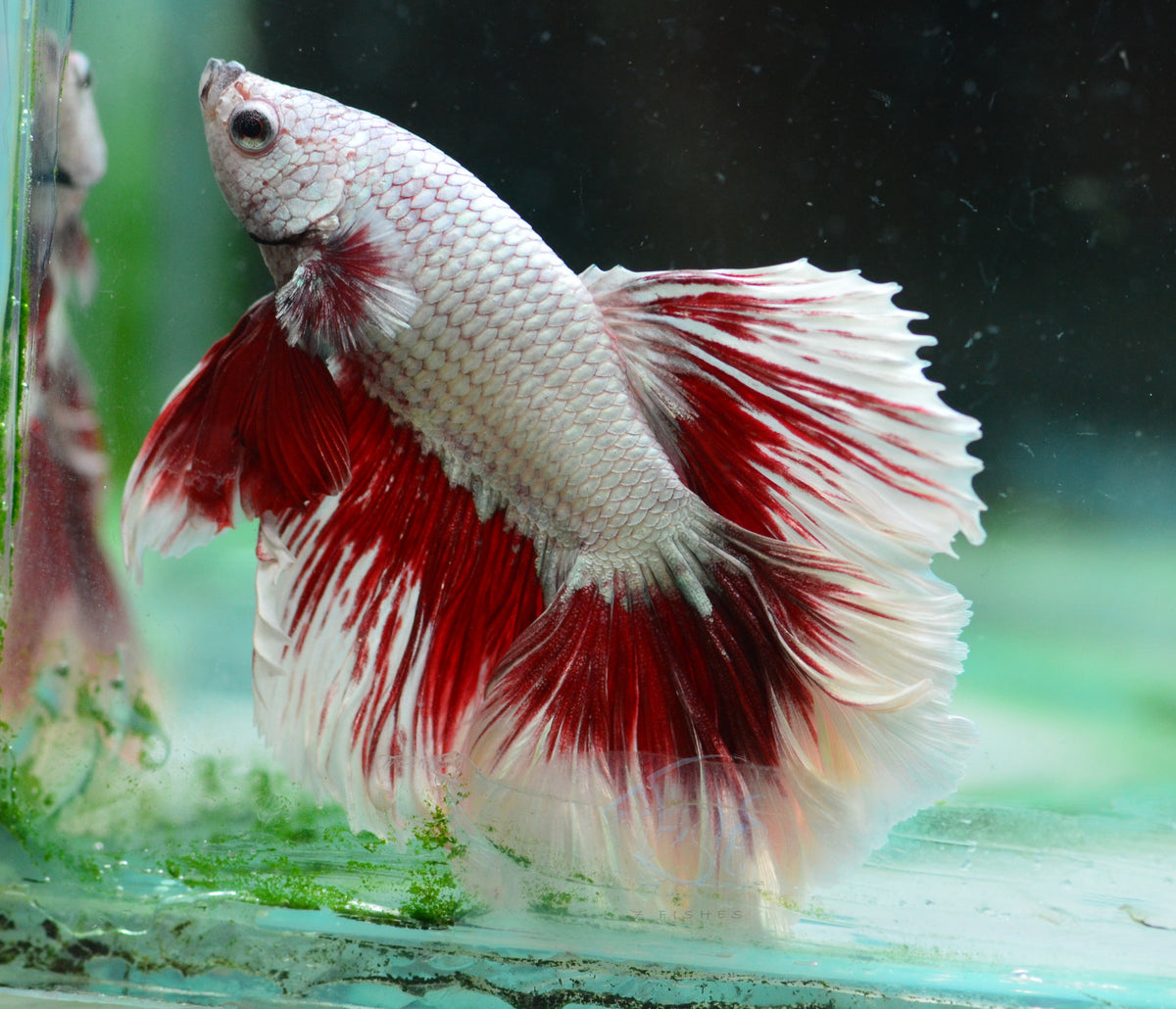 Red Dragon Butterfly Halfmoon Male