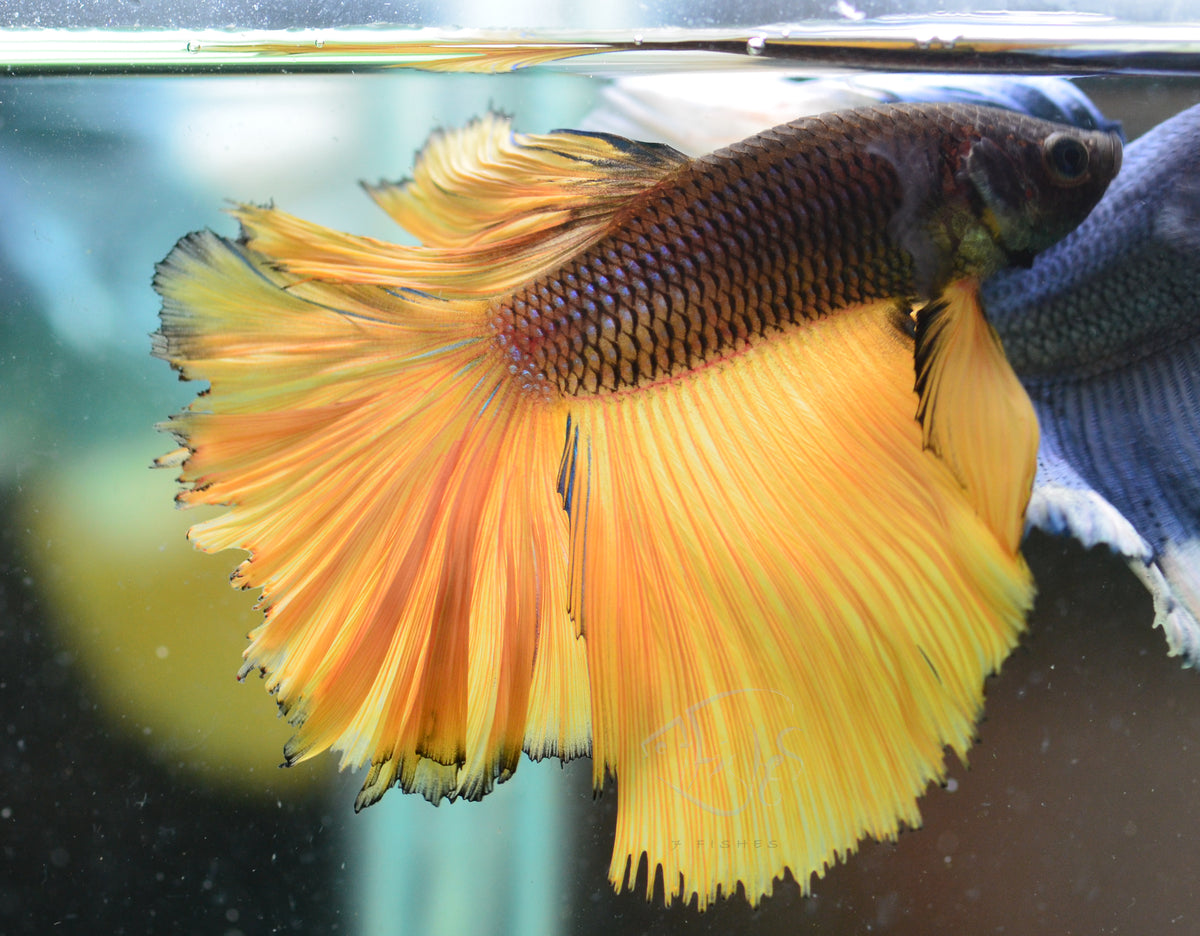 Mustard Halfmoon Male