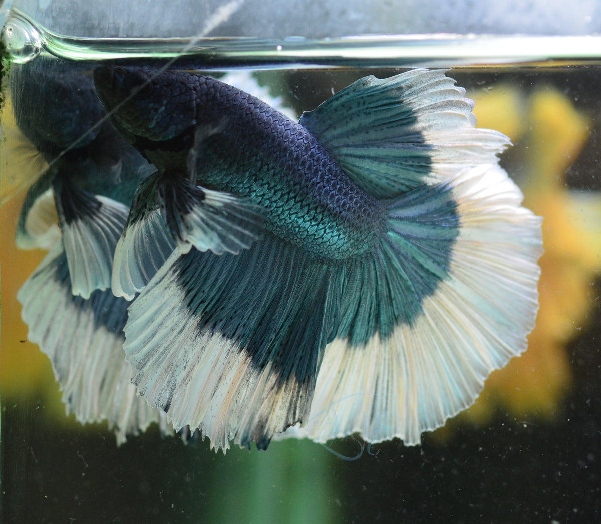 Blue Butterfly Halfmoon Male