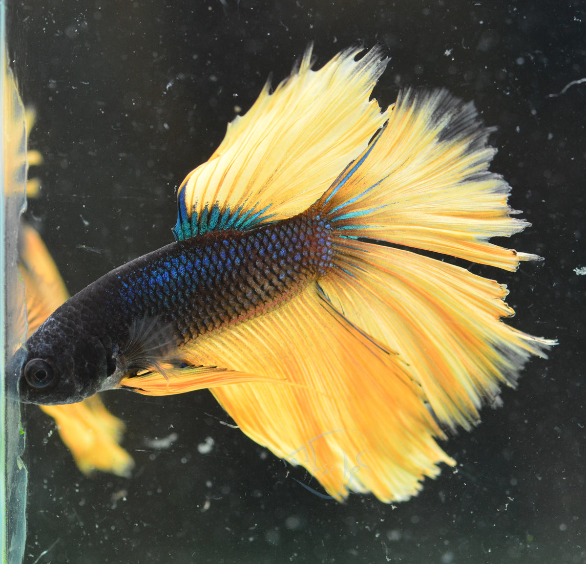 Mustard Halfmoon Male