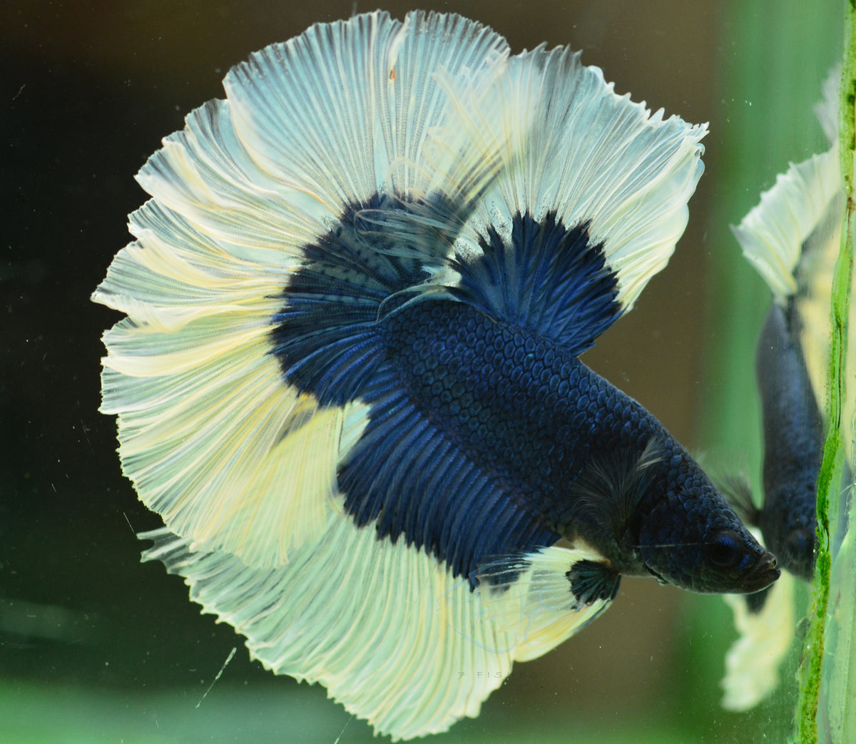 Blue Butterfly Halfmoon Male
