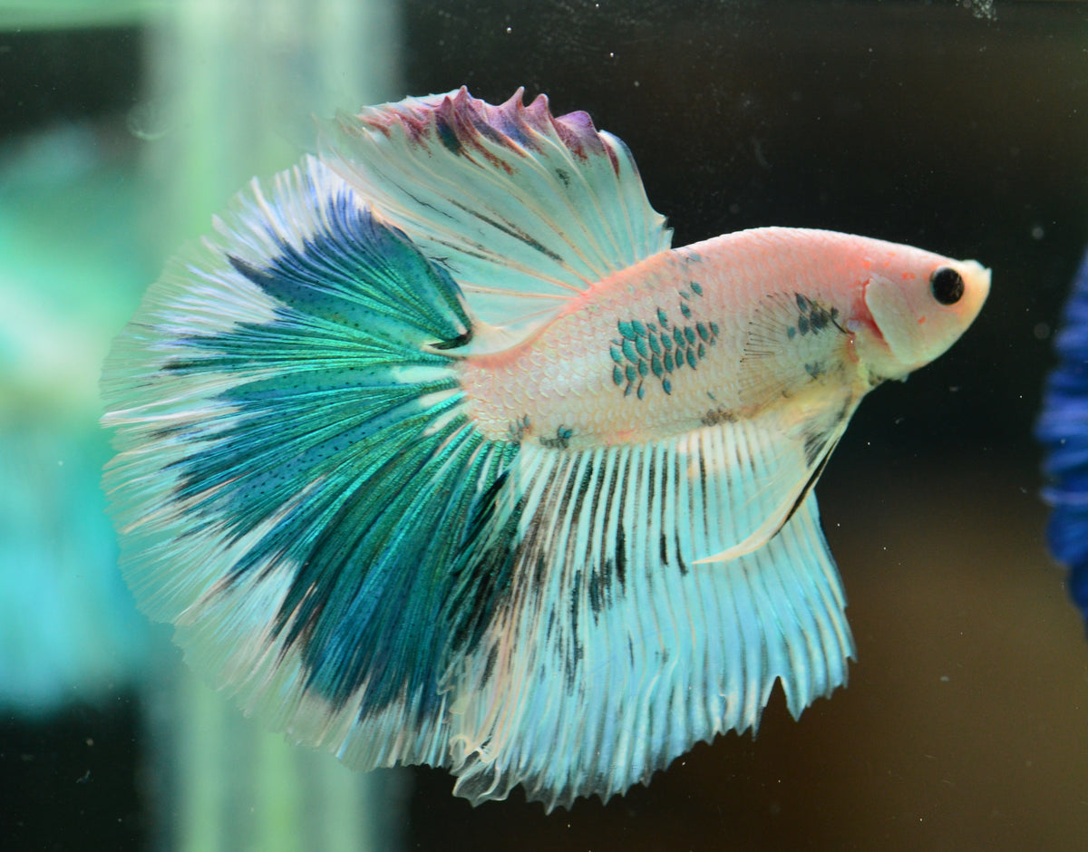 Blue Marble Halfmoon Male