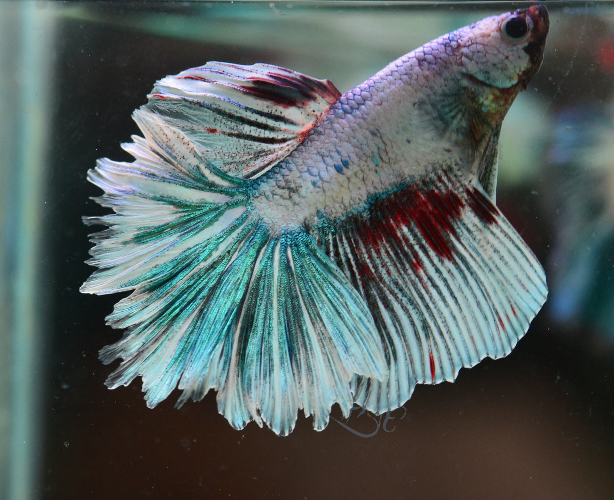 Fancy Halfmoon Male