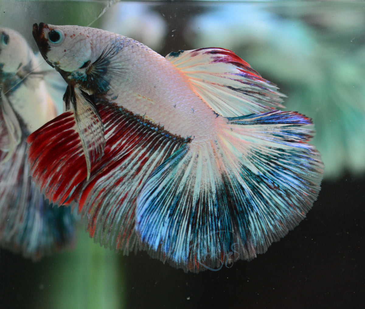 Fancy Rim Halfmoon Male