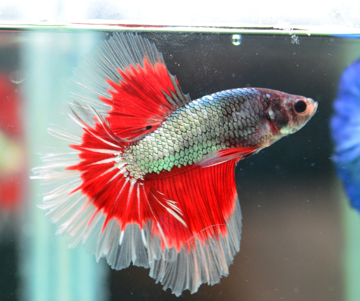 Copper Red Butterfly Halfmoon Male