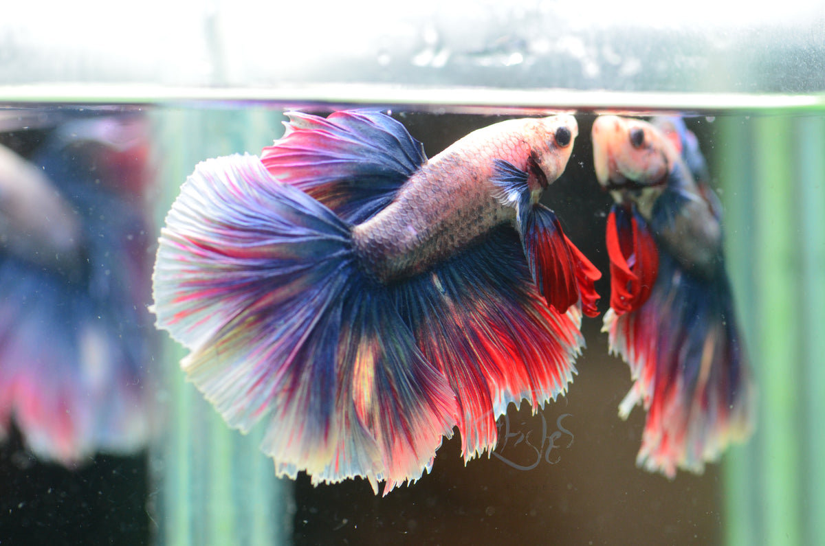 Pastel Purple Halfmoon Male