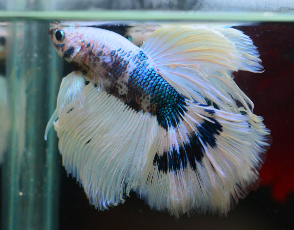 Blue Marble Halfmoon Male