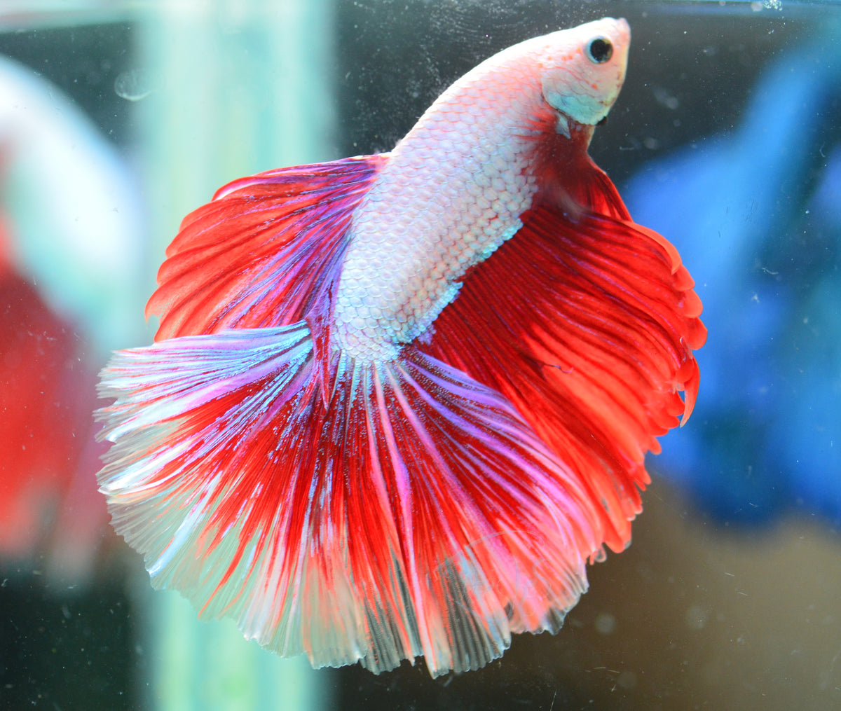 Purple Dragon Halfmoon Male