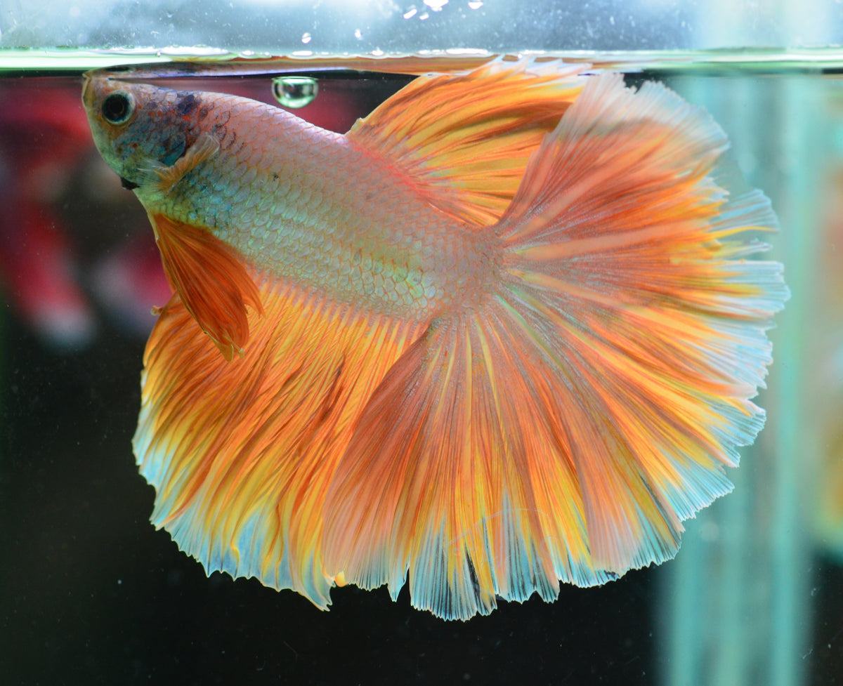 Yellow Dragon Halfmoon Male