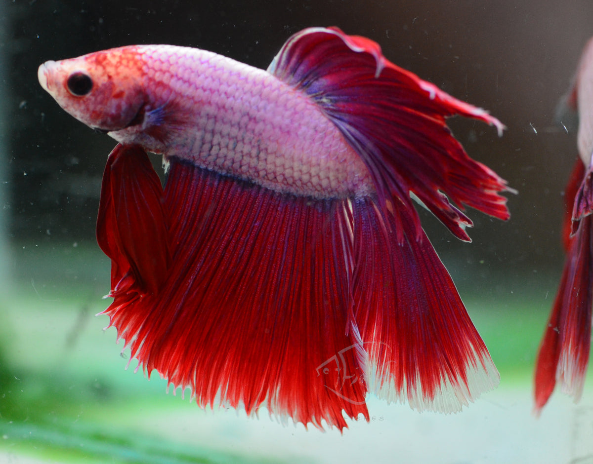 Purple Red Halfmoon Male