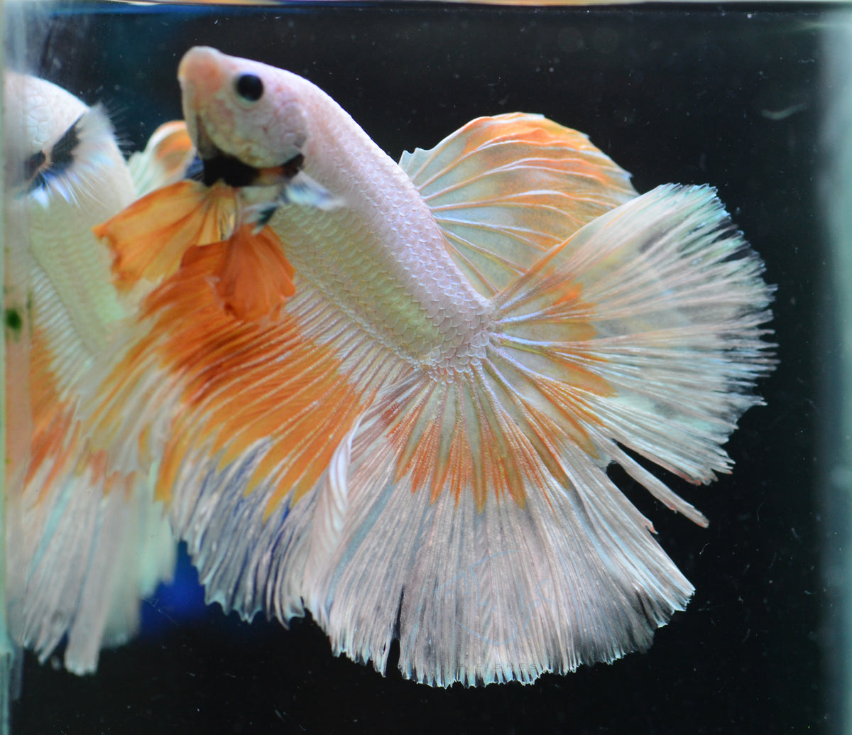 Yellow Dragon Butterfly Halfmoon Male