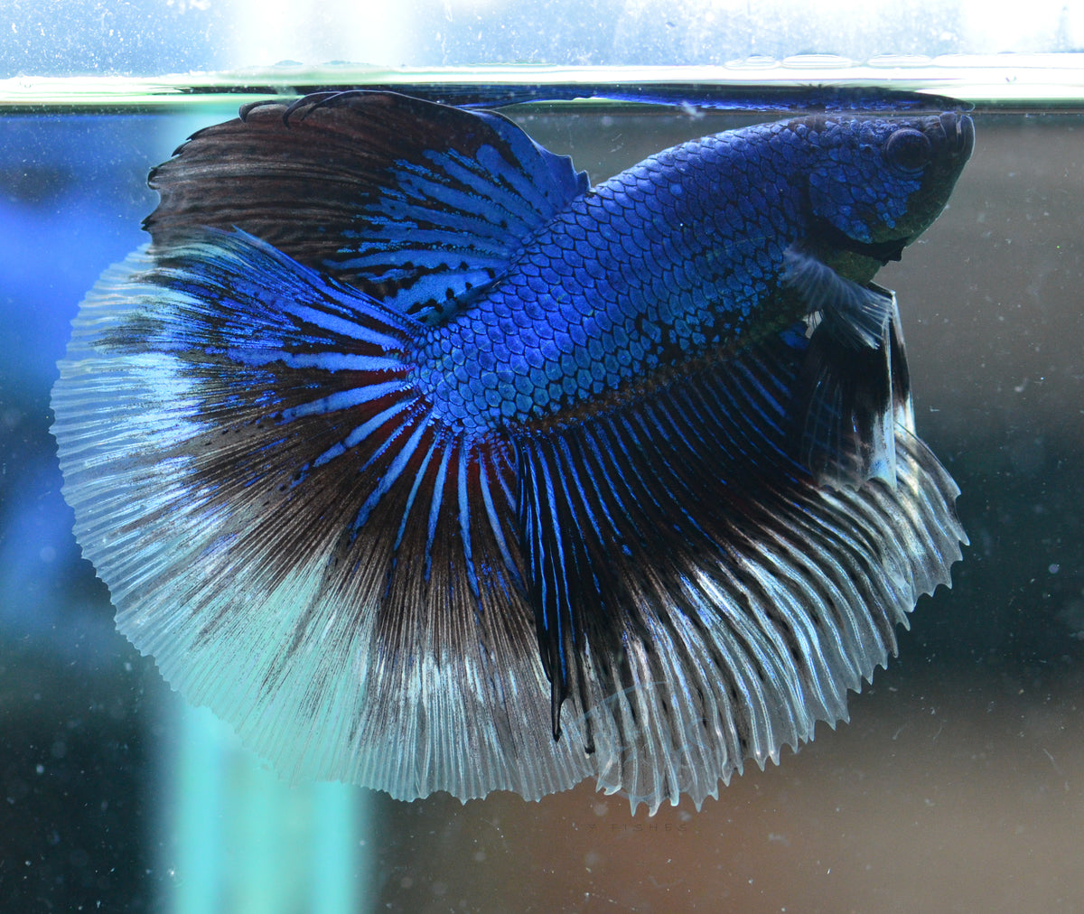 Blue Black Halfmoon Male