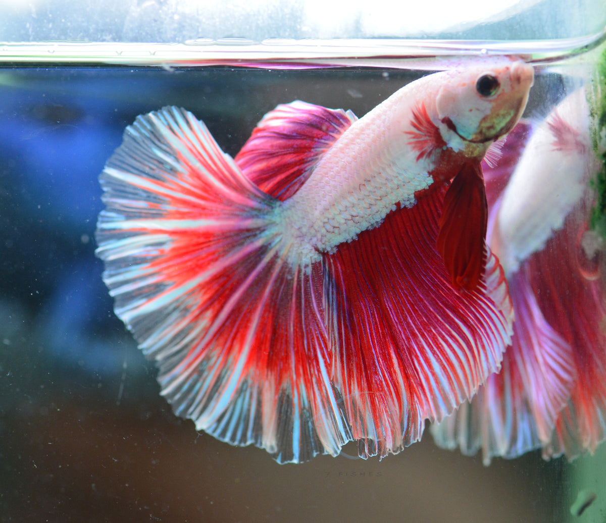 Purple Dragon Halfmoon Male