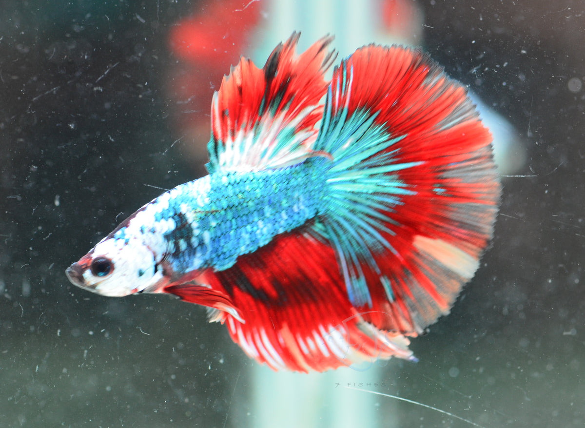 Turquoise Marble Halfmoon Male