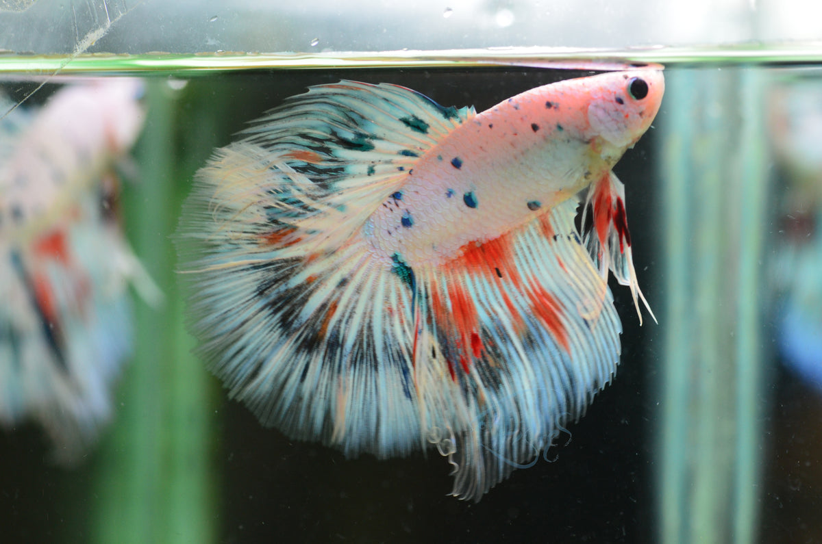 Dalmatian Halfmoon Male