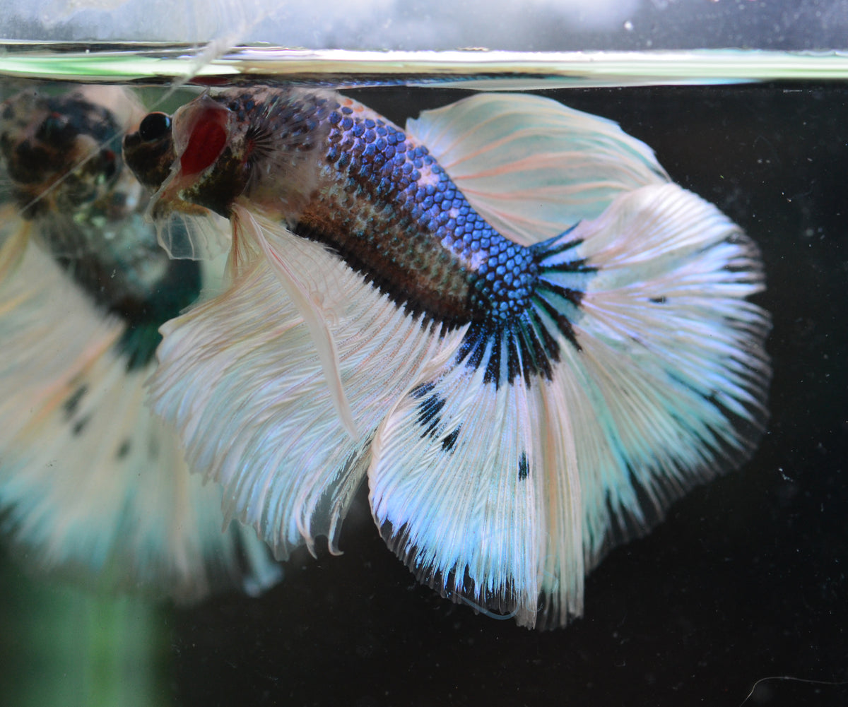 Blue Butterfly Marble Halfmoon Male