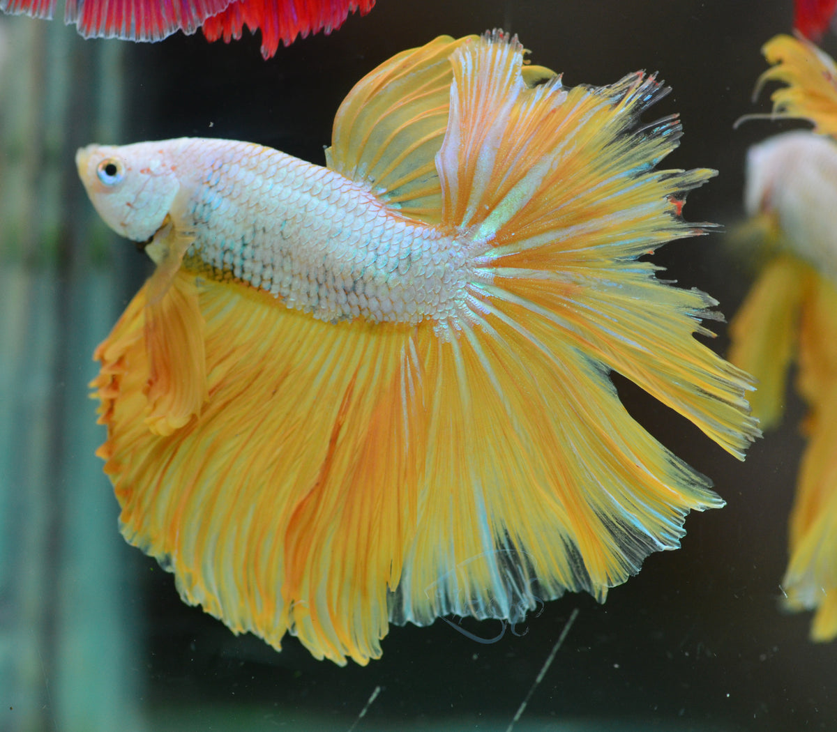Yellow Dragon Halfmoon Male