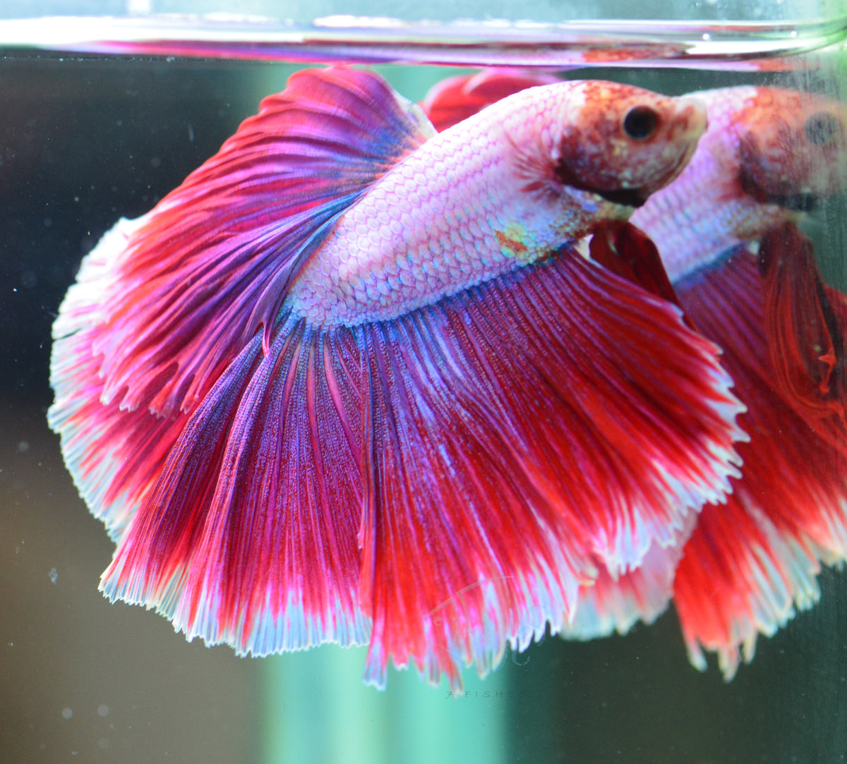 Purple Halfmoon Male