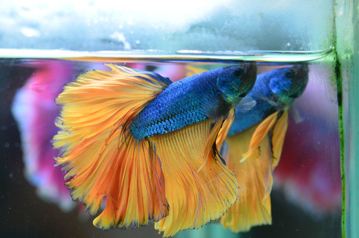 Mustard Halfmoon Male