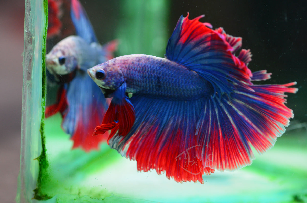 Cambodian Halfmoon Male