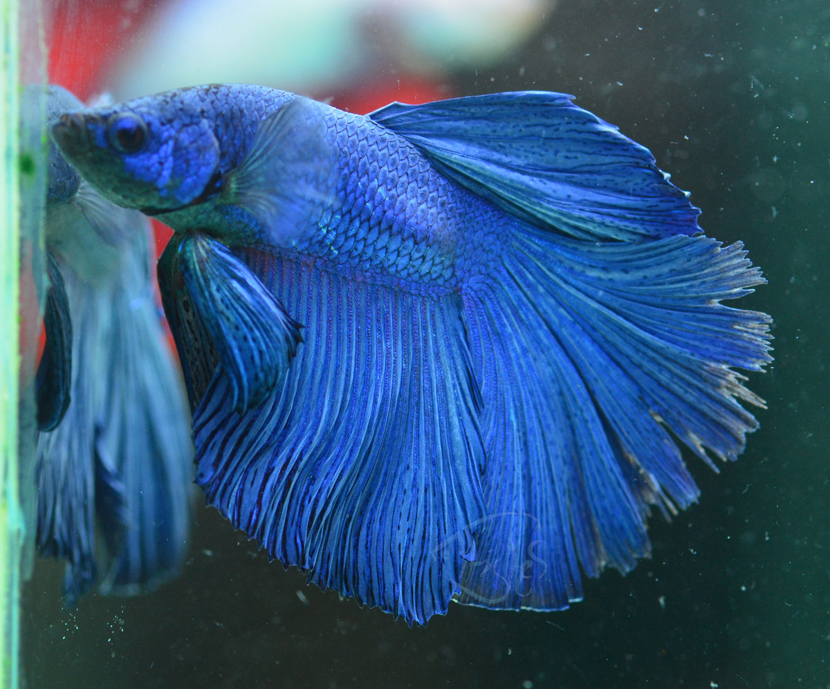 Blue Halfmoon Male