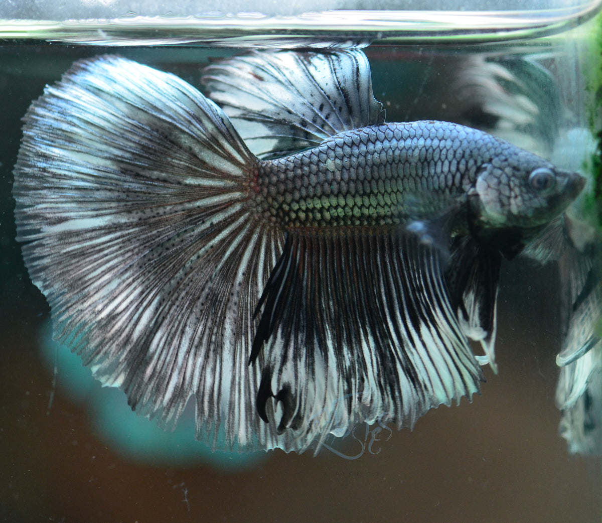 Copper Black Halfmoon Male