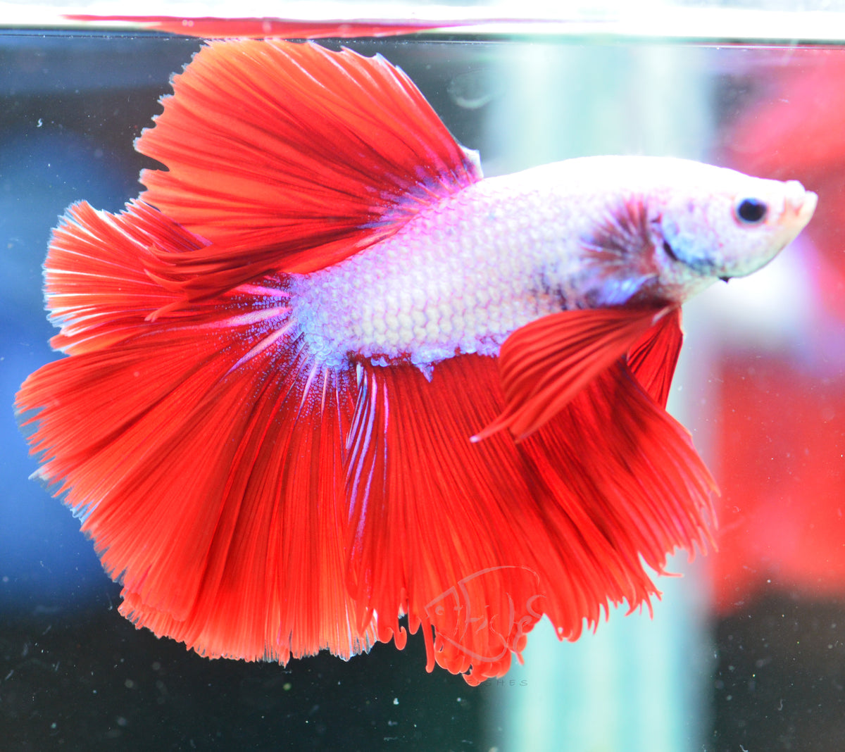 Purple Red Dragon Halfmoon Male