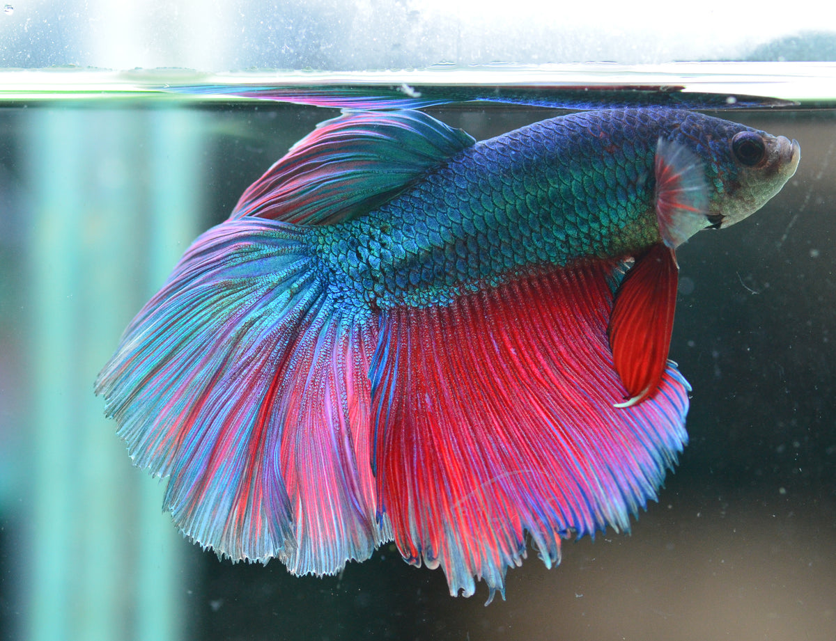 Turquoise Bicolour Halfmoon Male