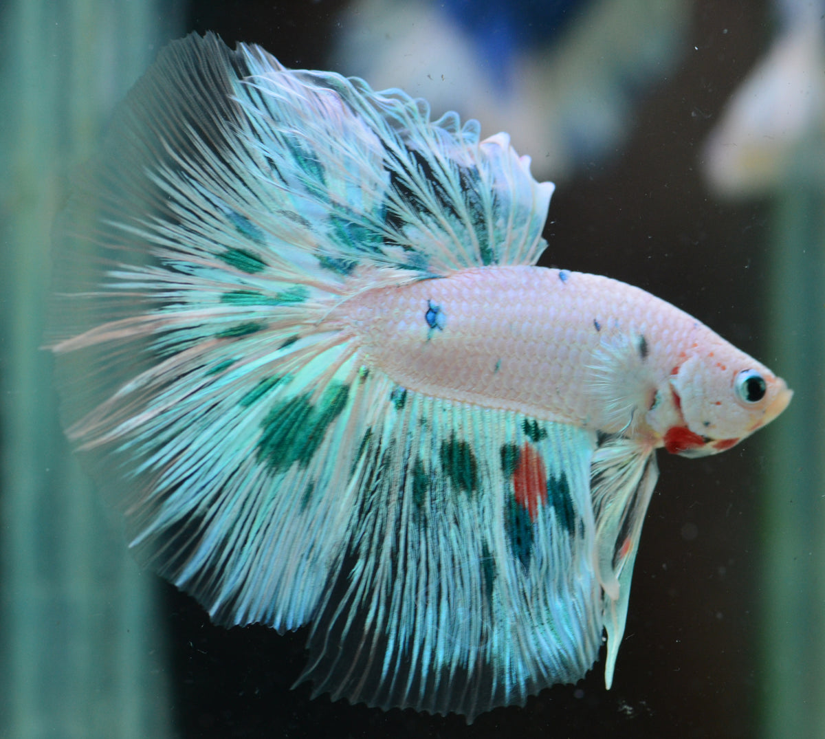 Dalmatian Halfmoon Male