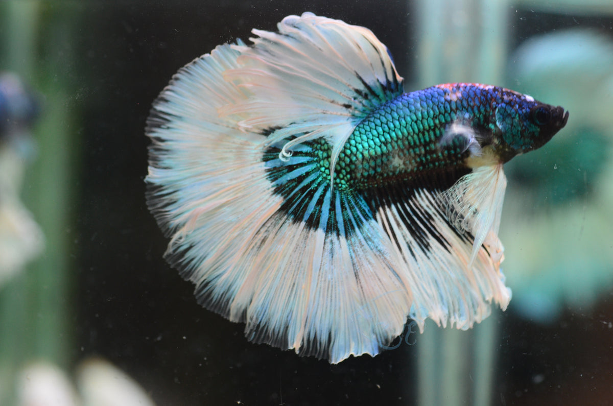 Turquoise Butterfly Halfmoon Male