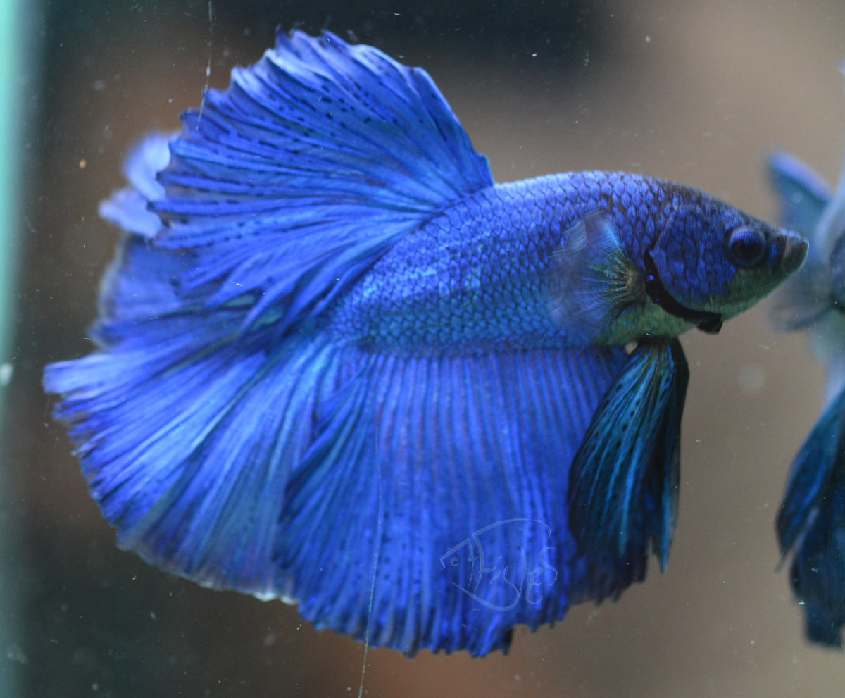 Blue Halfmoon Male