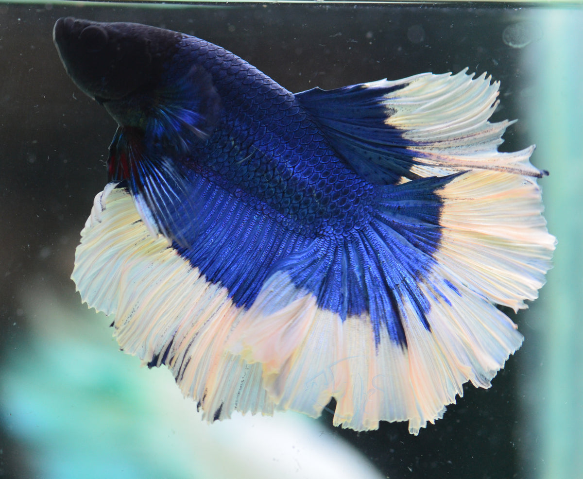 Blue Butterfly Halfmoon Male