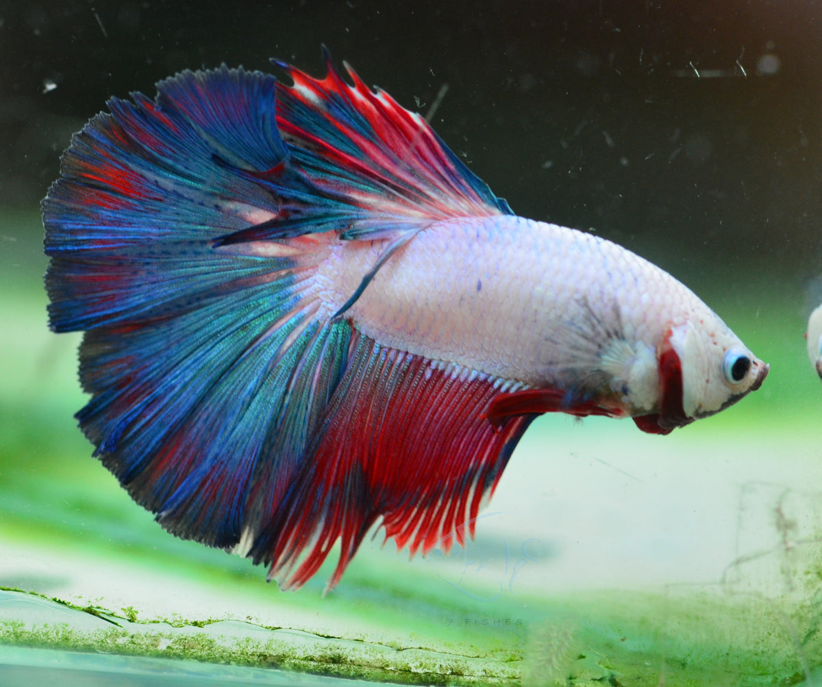 Fancy Rim Halfmoon Male