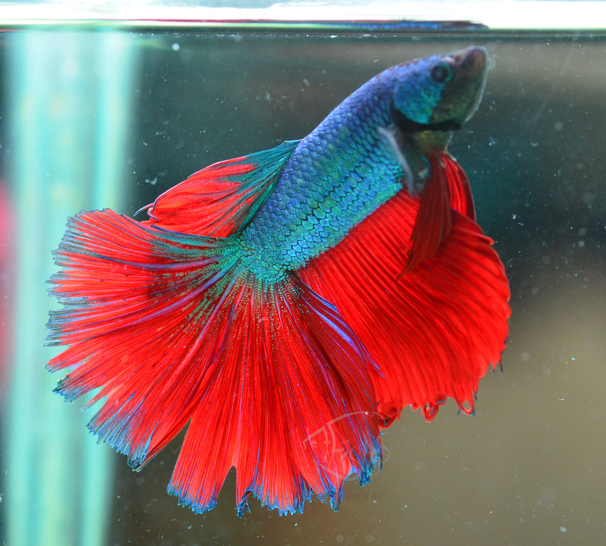 Turquoise Bicolour Halfmoon Male