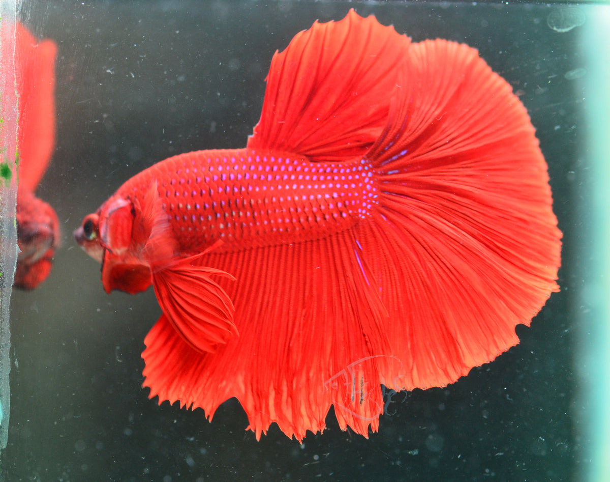 Red Halfmoon Male